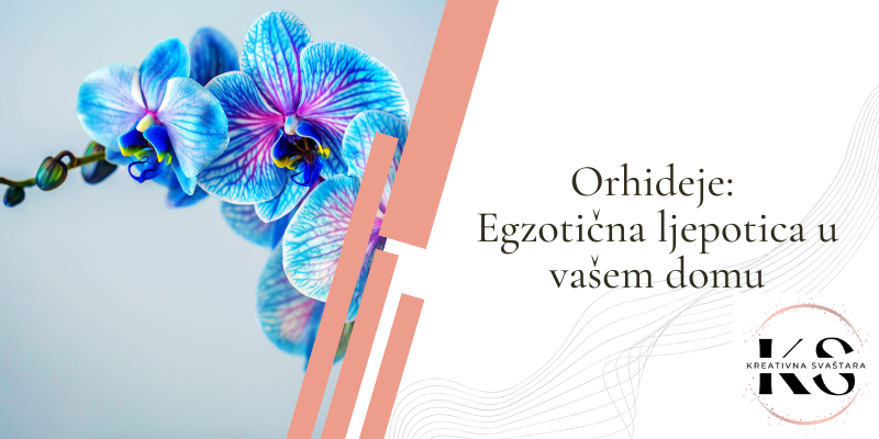 Orhideje: Kako se pravilno brinuti o njoj